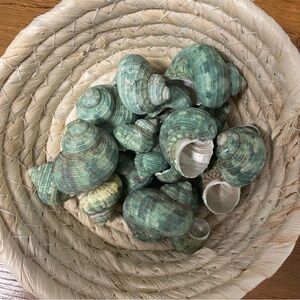 Lots of Jade Green turbo seashells various sizes